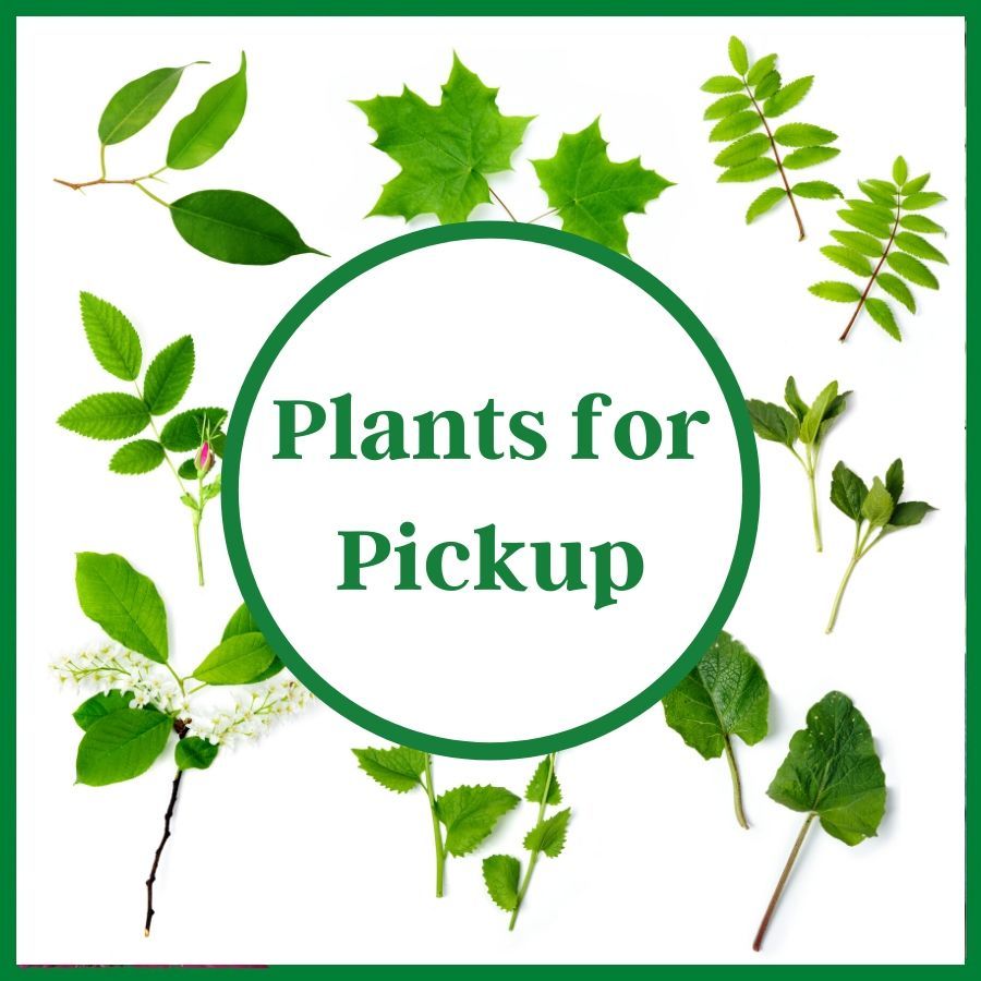 Outdoor Plants, Outdoor Plants